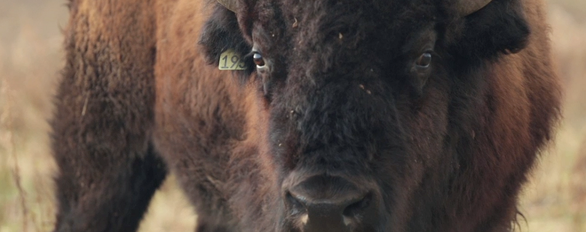 National Bison Day Event Photo