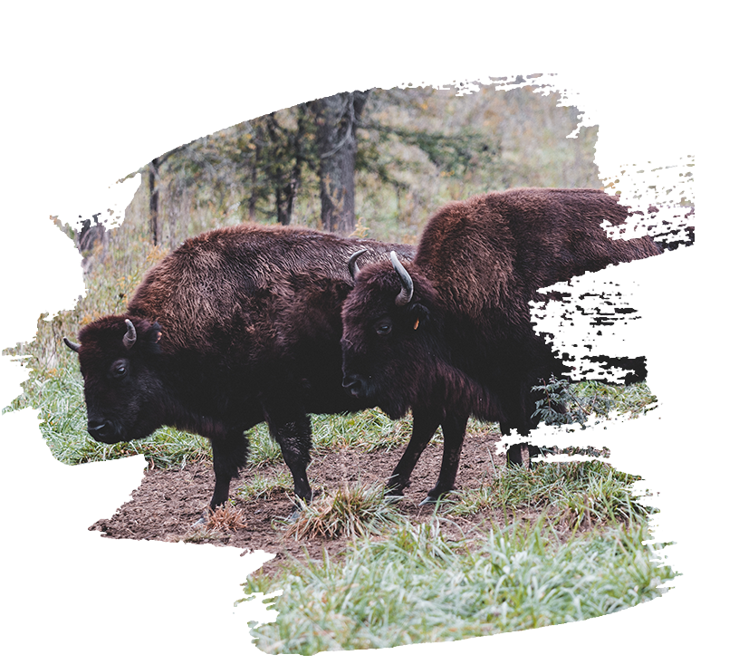 Roaming Bison Group Tour